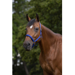 Licol Norton nylon doublé néoprène Bleu roi