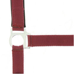 Licol Norton nylon doublé néoprène Bordeaux