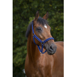 Licol Norton nylon doublé néoprène Bleu roi / noir