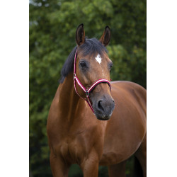 Licol Norton nylon doublé néoprène Rouge / écru