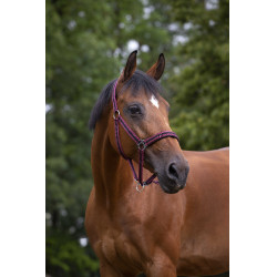 Licol Norton nylon doublé néoprène Bordeaux / noir