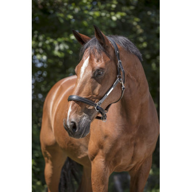 Licol cuir Norton Pro Grooming Licol cuir Norton Pro Grooming