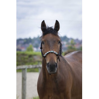 Licol éthologique Norton Pearl Noir Licol éthologique Norton Pearl Noir