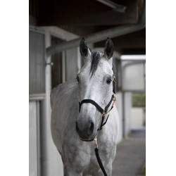 Licol + longe Norton Rose gold Noir