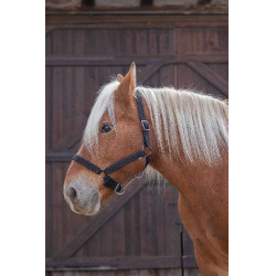 Licol Norton Pro pour cheval de trait Noir