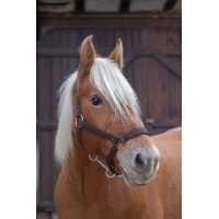 Licol Norton Pro pour cheval de trait Marron Licol Norton Pro pour cheval de trait Marron