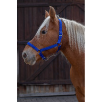 Licol Norton Pro pour cheval de trait Bleu roi Licol Norton Pro pour cheval de trait Bleu roi