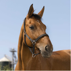 Licol Norton Reflective Noir