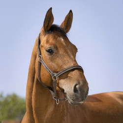 Licol Norton Reflective Chocolat Marron