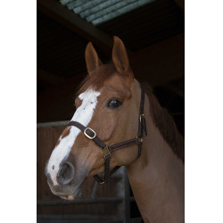 Licol Norton Club Cuir Havane Marron