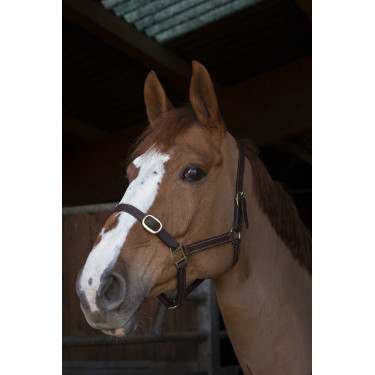 Licol Norton Club Cuir Havane Marron