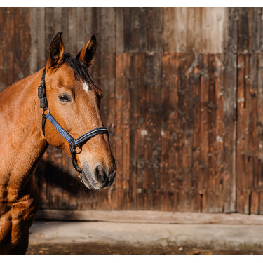 Licol nylon Equithème Domino Bleu roi