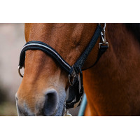 Licol nylon Equithème Domino Vert