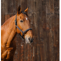 Licol nylon Equithème Domino Violet