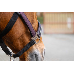 Licol nylon Equithème Domino Violet