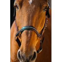 Licol nylon Equithème Domino Bordeaux