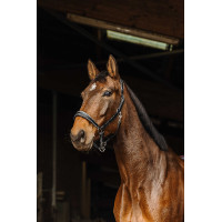 Licol cuir Norton Rock Noir Licol cuir Norton Rock Noir