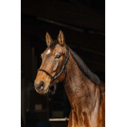 Licol cuir/corde Norton Noir Licol cuir/corde Norton Noir