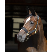 Licol Werano Back On Track Noir