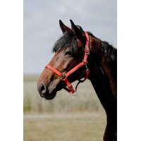 Licol Riding World Cushion Bordeaux