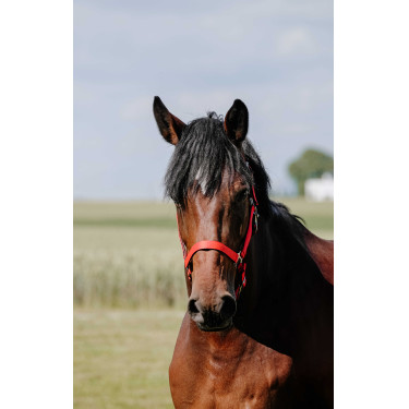Licol Riding World Cushion Rouge