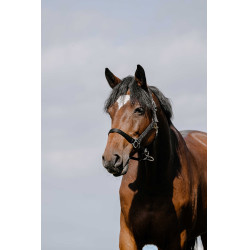 Licol Riding World Cushion Noir