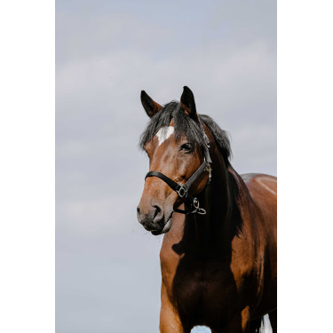 Licol Riding World Cushion Noir Licol Riding World Cushion Noir