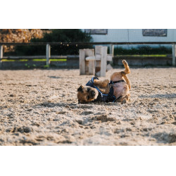 Chemise polaire pour chien Equithème Marine Bleu marine
