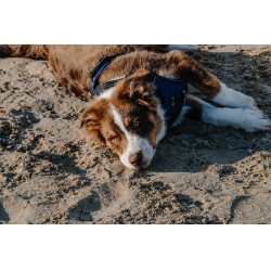 Harnais pour chien Riding World Simba Marine Bleu marine Harnais pour chien Riding World Simba Marine Bleu marine