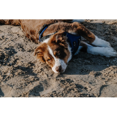 Harnais pour chien Riding World Simba Marine Bleu marine Harnais pour chien Riding World Simba Marine Bleu marine