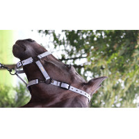 Licol Lami-Cell Midnight Bleu ardoise