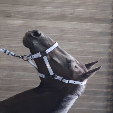 Licol Lami-Cell Midnight Bleu ardoise