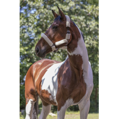 Licol Norton Full mouton synthétique Choco / écru