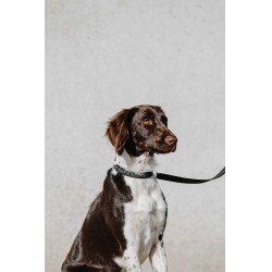 Collier pour chien Equithème Nala Noir