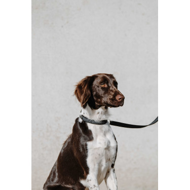 Collier pour chien Equithème Nala Noir Collier pour chien Equithème Nala Noir