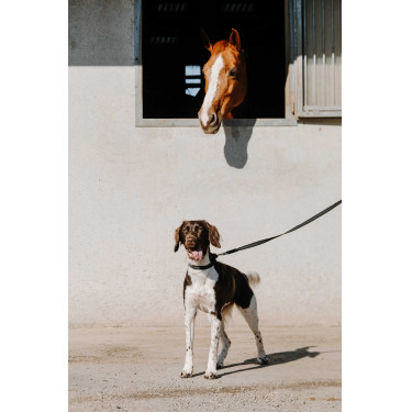 Collier pour chien Equithème Nala Noir Collier pour chien Equithème Nala Noir