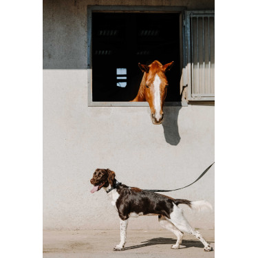 Collier pour chien Equithème Nala Noir Collier pour chien Equithème Nala Noir