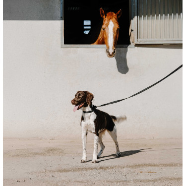 Collier pour chien Equithème Nala Noir Collier pour chien Equithème Nala Noir