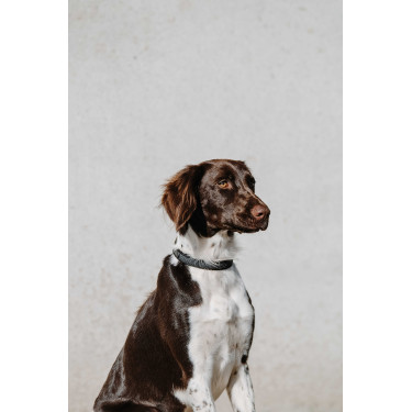 Collier pour chien Equithème Nala Noir Collier pour chien Equithème Nala Noir