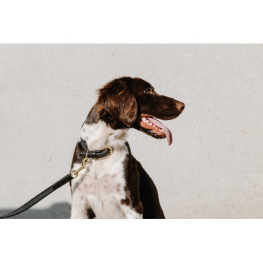 Collier pour chien Equithème Nala Noir Collier pour chien Equithème Nala Noir