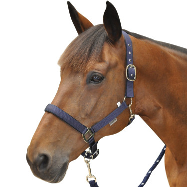 Licol Canter nylon doublé Licol Canter nylon doublé