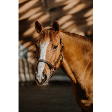 Licol Norton US Havane Marron