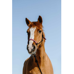 Licol éthologique + longe Norton Suède Noir / rose