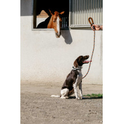 Laisse pour chien avec poignée Equithème Haspen Noir / poignée orange Laisse pour chien avec poignée Equithème Haspen Noir / poignée orange