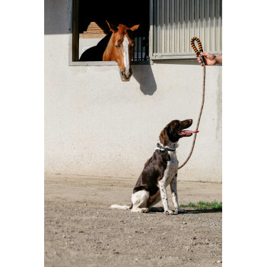 Laisse pour chien avec poignée Equithème Haspen Noir / poignée orange Laisse pour chien avec poignée Equithème Haspen Noir / poignée orange