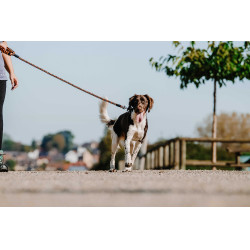 Laisse pour chien avec poignée Equithème Haspen Noir / poignée orange Laisse pour chien avec poignée Equithème Haspen Noir / poignée orange