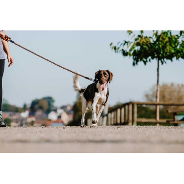 Laisse pour chien avec poignée Equithème Haspen Noir / poignée orange Laisse pour chien avec poignée Equithème Haspen Noir / poignée orange