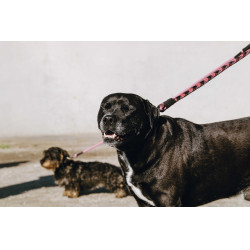 Laisse pour chien avec poignée Equithème Haspen Noir / poignée framboise