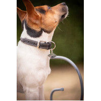 Collier pour chien Pénélope Olie Noir