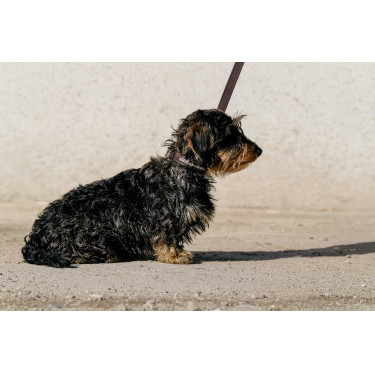 Collier et laisse pour chien Equithème Max Marron